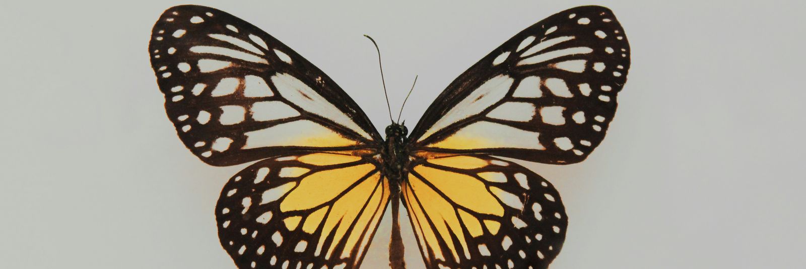 black and yellow butterfly