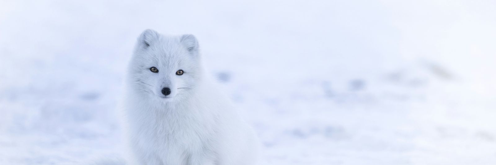 snow fox on snowfield