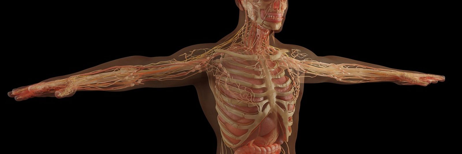 anatomy, skull, skeleton, muscles, organs, human organs, science, health, human, bones, nerves, human body, body, man, medical, 3d, model, adult, 3d render, anatomy, human body, human body, human body, human body, human body