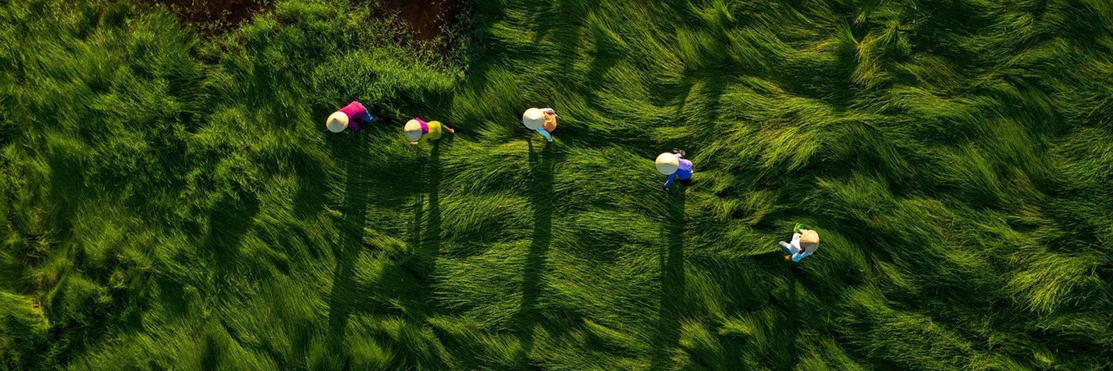 farmers, harvest, vietnam, nature, farm, field, crops, plants, plantation, people, conical hat, farm work, rural, countryside, aerial view, aerial photography