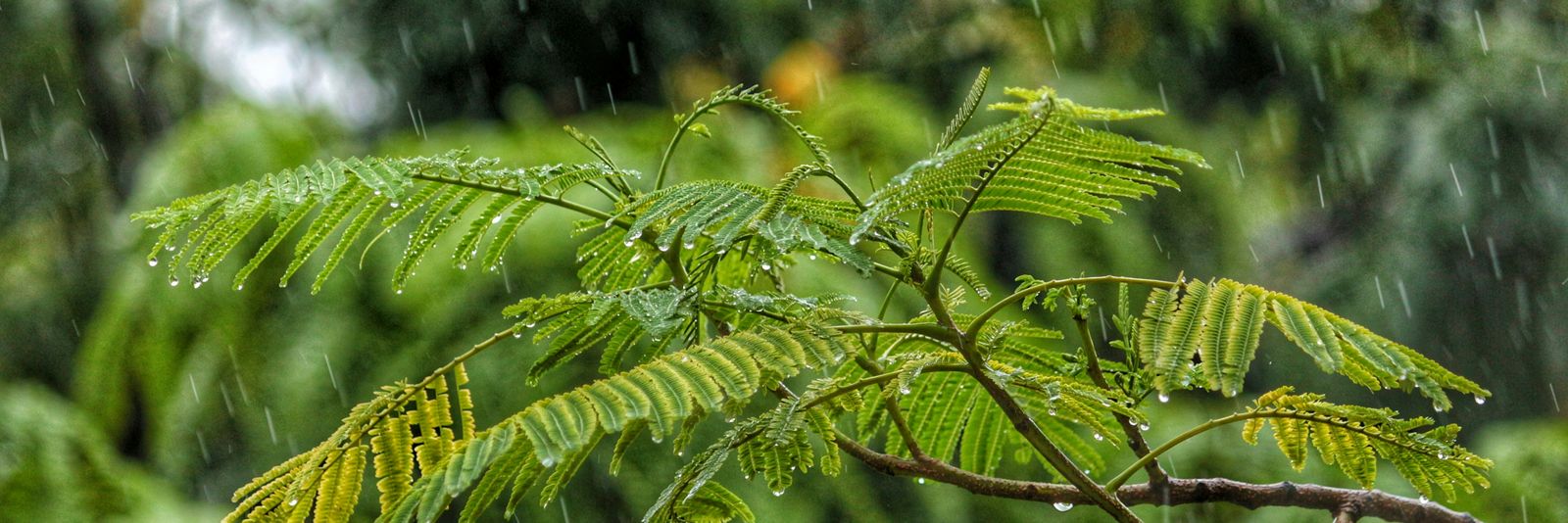 macro shot photography of tree during daytime while raining
