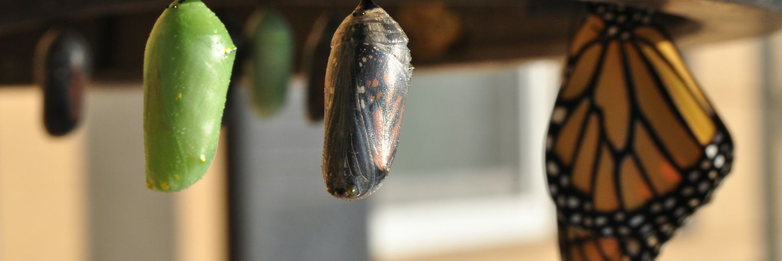 Monarch butterfly chrysalises and a newly emerged butterfly hanging from a wicker surface