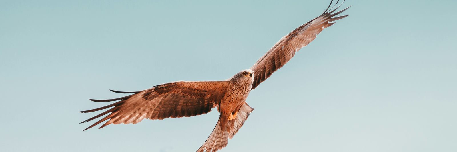 flying brown and white bird under white sky