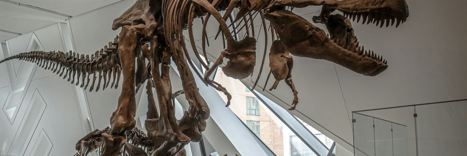 brown animal skeleton on glass roof