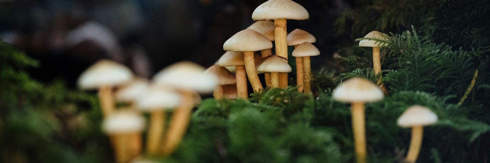 white and brown mushrooms on green grass during daytime
